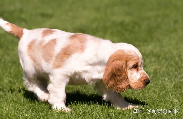 十大最好养的宠物！-十大最好养的宠物狗排名图片