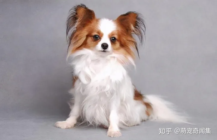 十大最好养的宠物！-十大最好养的宠物狗排名图片