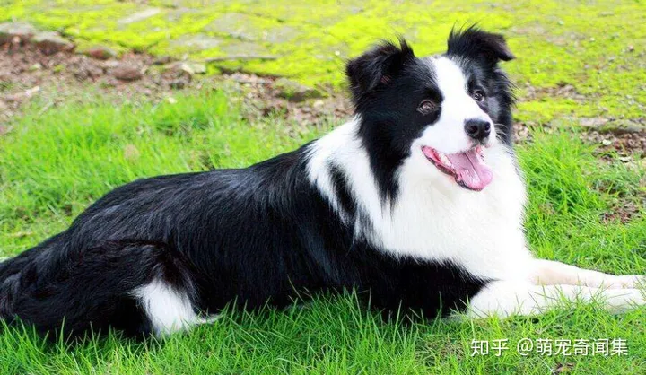 十大最好养的宠物！-十大最好养的宠物狗排名图片