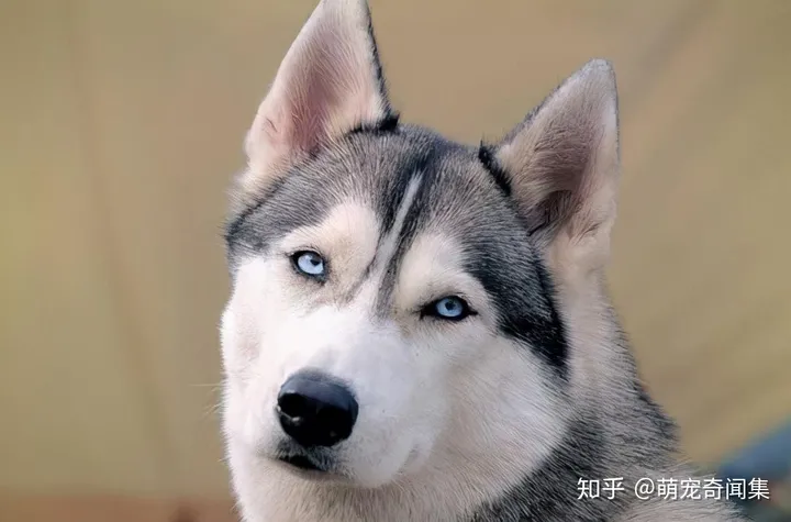 十大最好养的宠物！-十大最好养的宠物狗排名图片