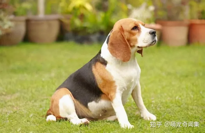 十大最好养的宠物！-十大最好养的宠物狗排名图片