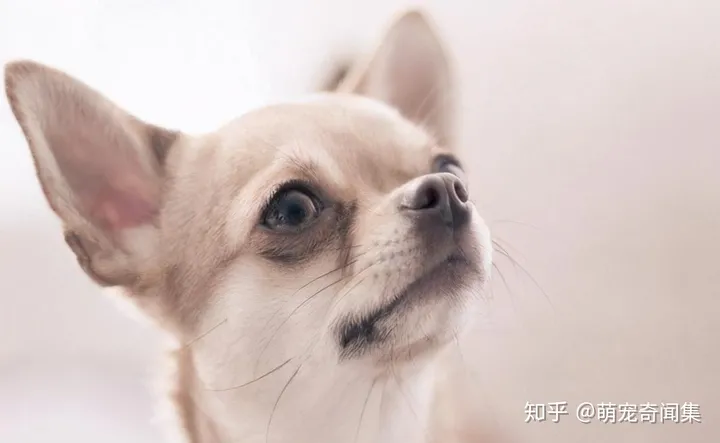 十大最好养的宠物！-十大最好养的宠物狗排名图片