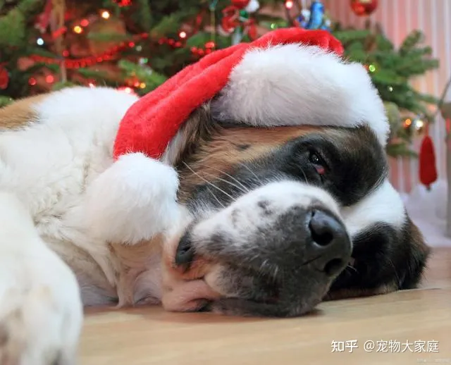 世界十大名犬排名，以后别说你不知道了！-世界十大名犬排行