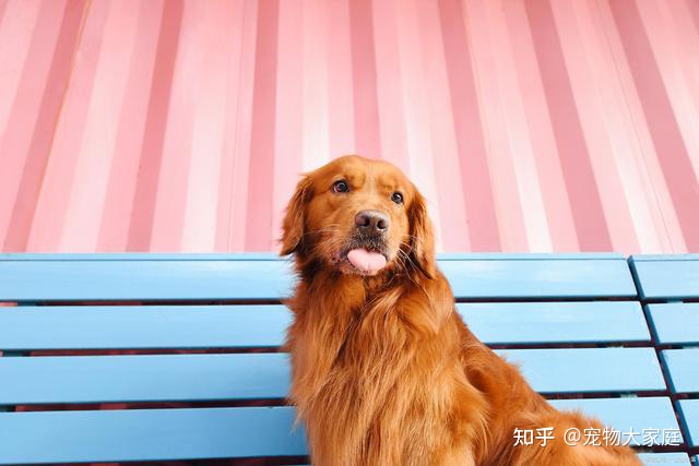 世界十大名犬排名，以后别说你不知道了！-世界十大名犬排行