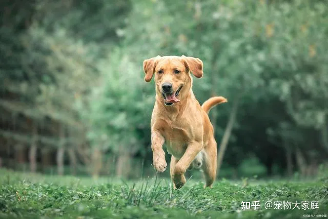 世界十大名犬排名，以后别说你不知道了！-世界十大名犬排行