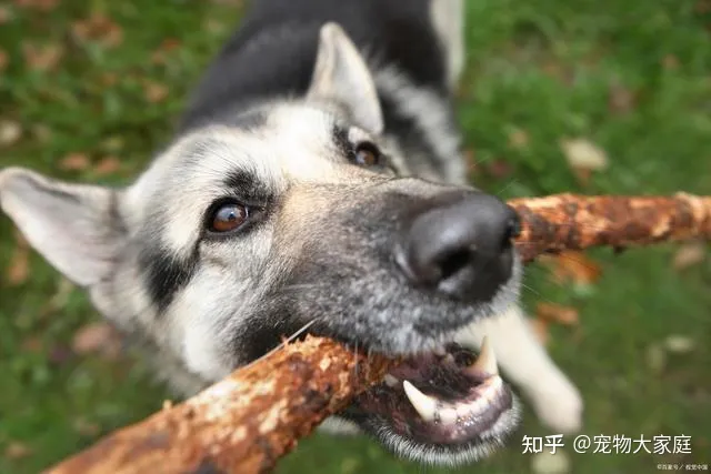 世界十大名犬排名，以后别说你不知道了！-世界十大名犬排行