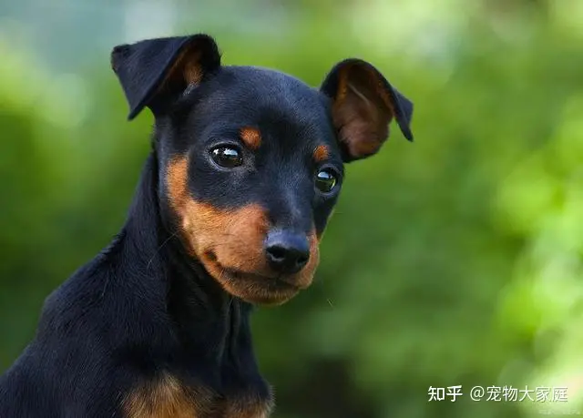 世界十大名犬排名，以后别说你不知道了！-世界十大名犬排行