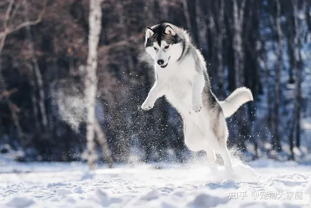 世界十大名犬排名，以后别说你不知道了！-世界十大名犬排行