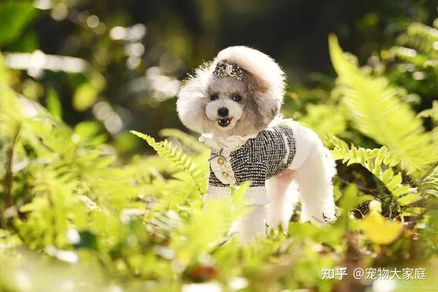 世界十大名犬排名，以后别说你不知道了！-世界十大名犬排行