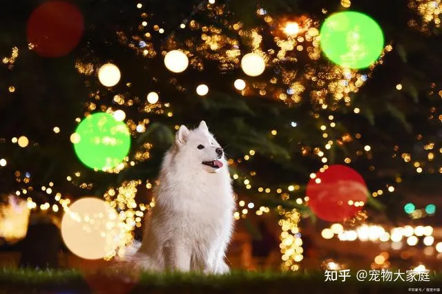 世界十大名犬排名，以后别说你不知道了！-世界十大名犬排行