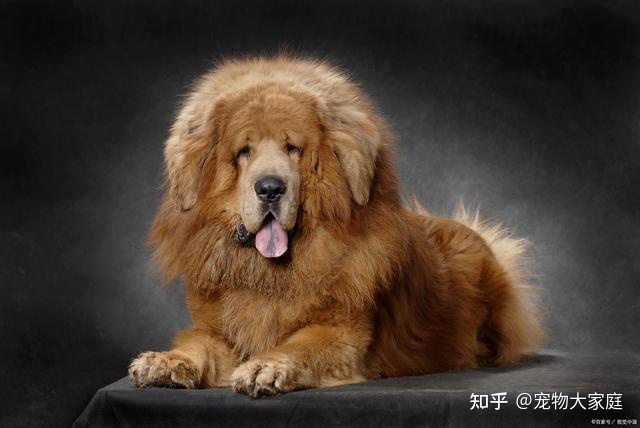 世界十大名犬排名，以后别说你不知道了！-世界十大名犬排行