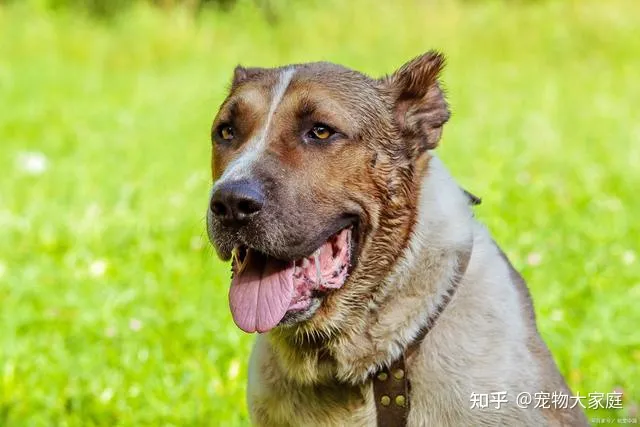 世界十大名犬排名，以后别说你不知道了！-世界十大名犬排行