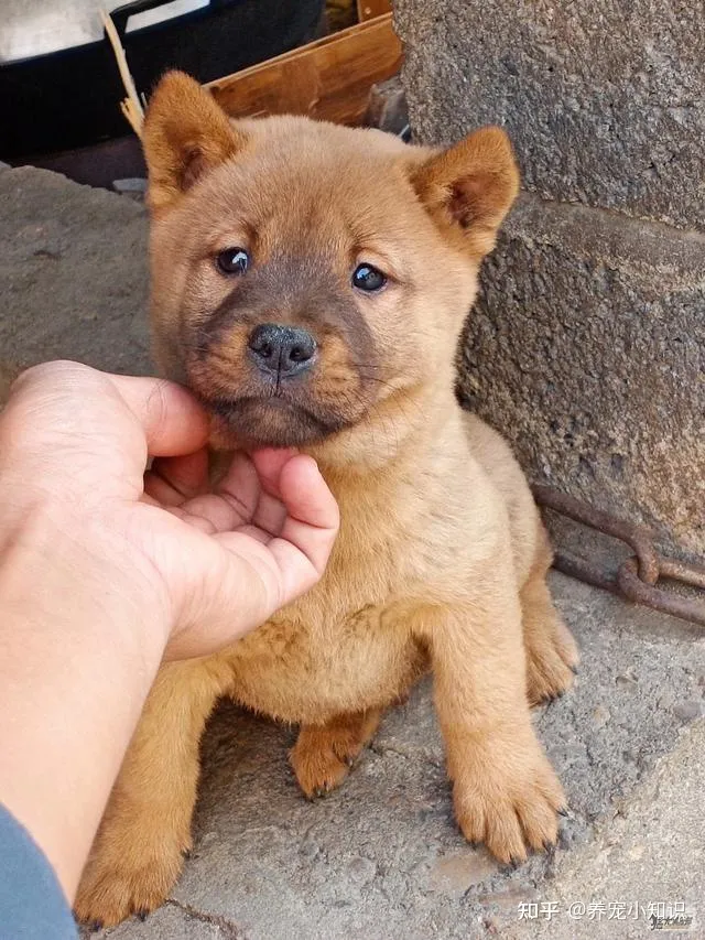 人气狗狗大排行：最受人欢迎的5种狗，第一名在国内最常见-狗的人气排名