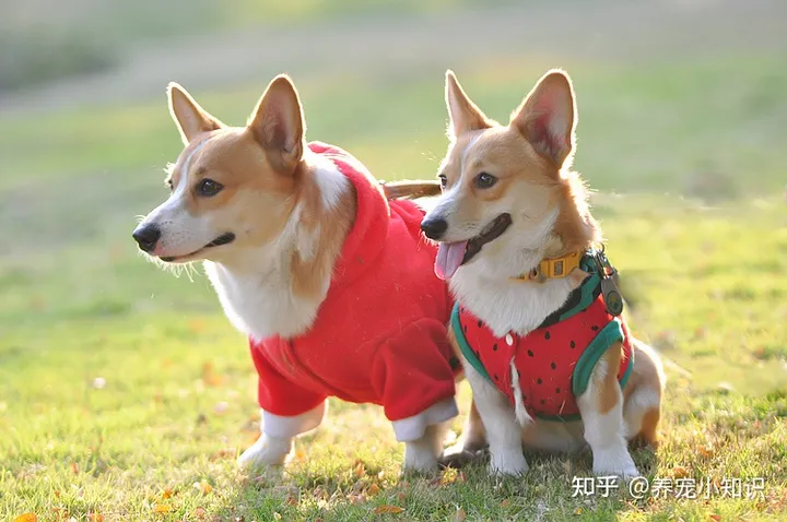 人气狗狗大排行：最受人欢迎的5种狗，第一名在国内最常见-狗的人气排名