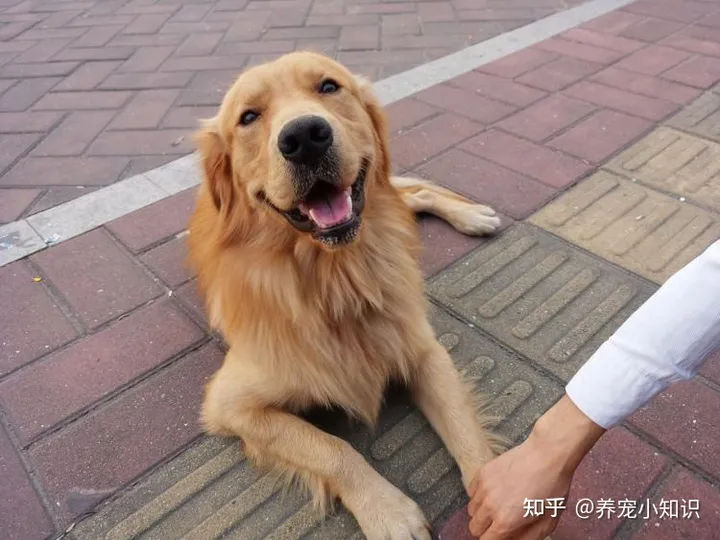 人气狗狗大排行：最受人欢迎的5种狗，第一名在国内最常见-狗的人气排名