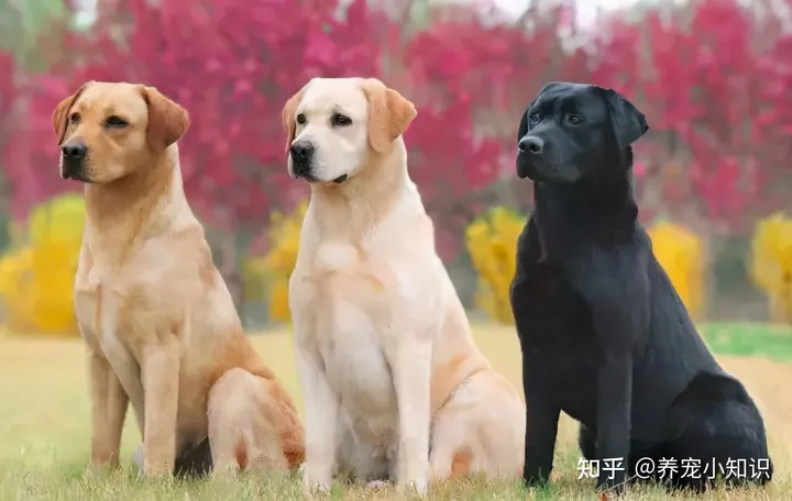 人气狗狗大排行：最受人欢迎的5种狗，第一名在国内最常见-狗的人气排名