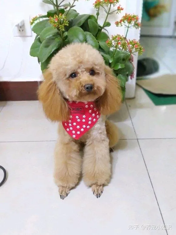 人气狗狗大排行：最受人欢迎的5种狗，第一名在国内最常见-狗的人气排名