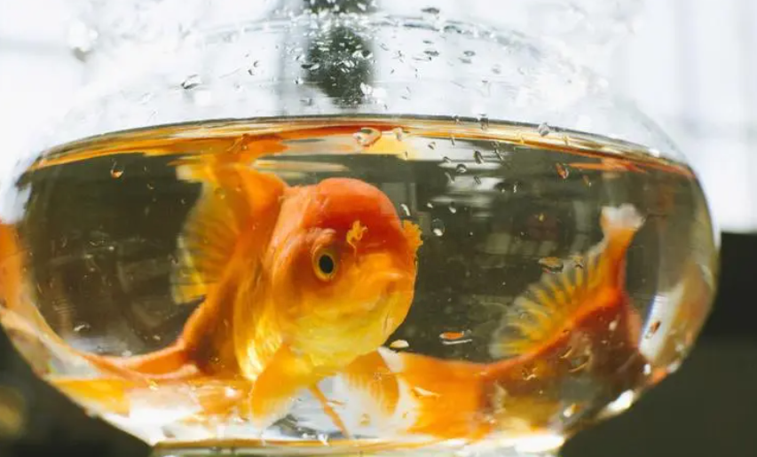 10种最适合懒人养的宠物，它们会自己娱乐自己！-最适合懒人养的动物