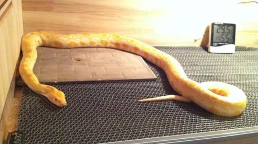 10种最适合懒人养的宠物，它们会自己娱乐自己！-最适合懒人养的动物