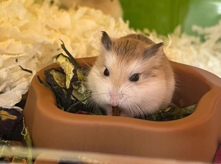 10种最适合懒人养的宠物，它们会自己娱乐自己！-最适合懒人养的动物