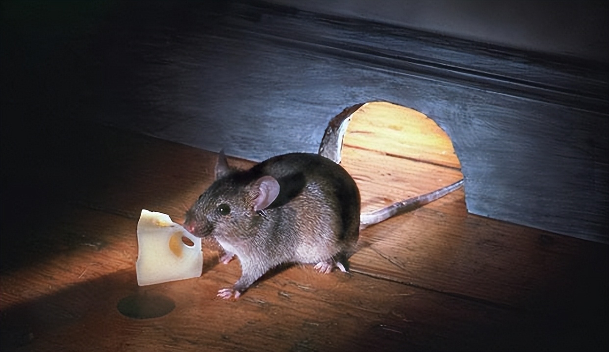 10种最适合懒人养的宠物，它们会自己娱乐自己！-最适合懒人养的动物