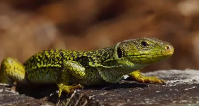 10种最适合懒人养的宠物，它们会自己娱乐自己！-最适合懒人养的动物