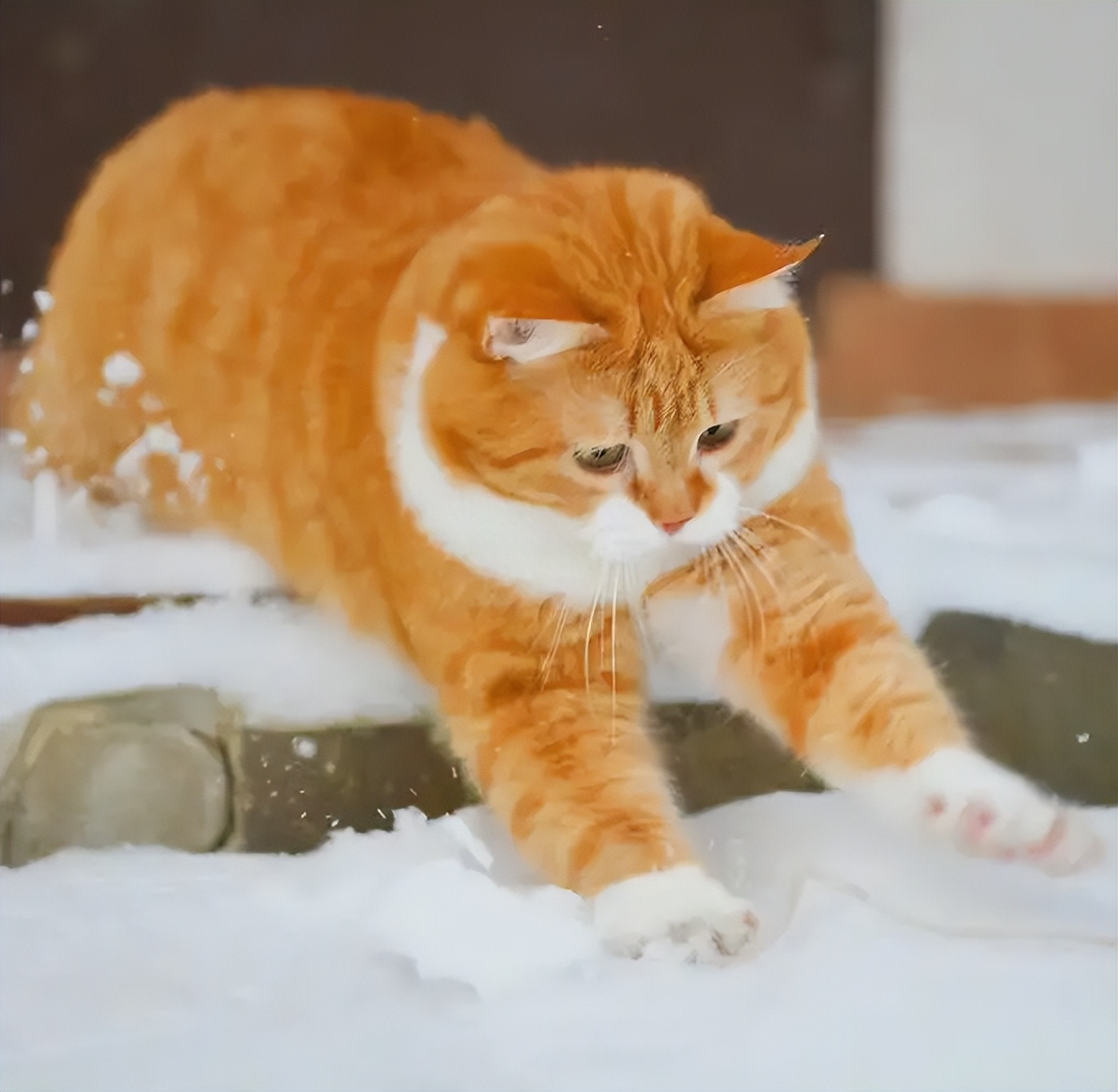 10种最适合懒人养的宠物，它们会自己娱乐自己！-最适合懒人养的动物