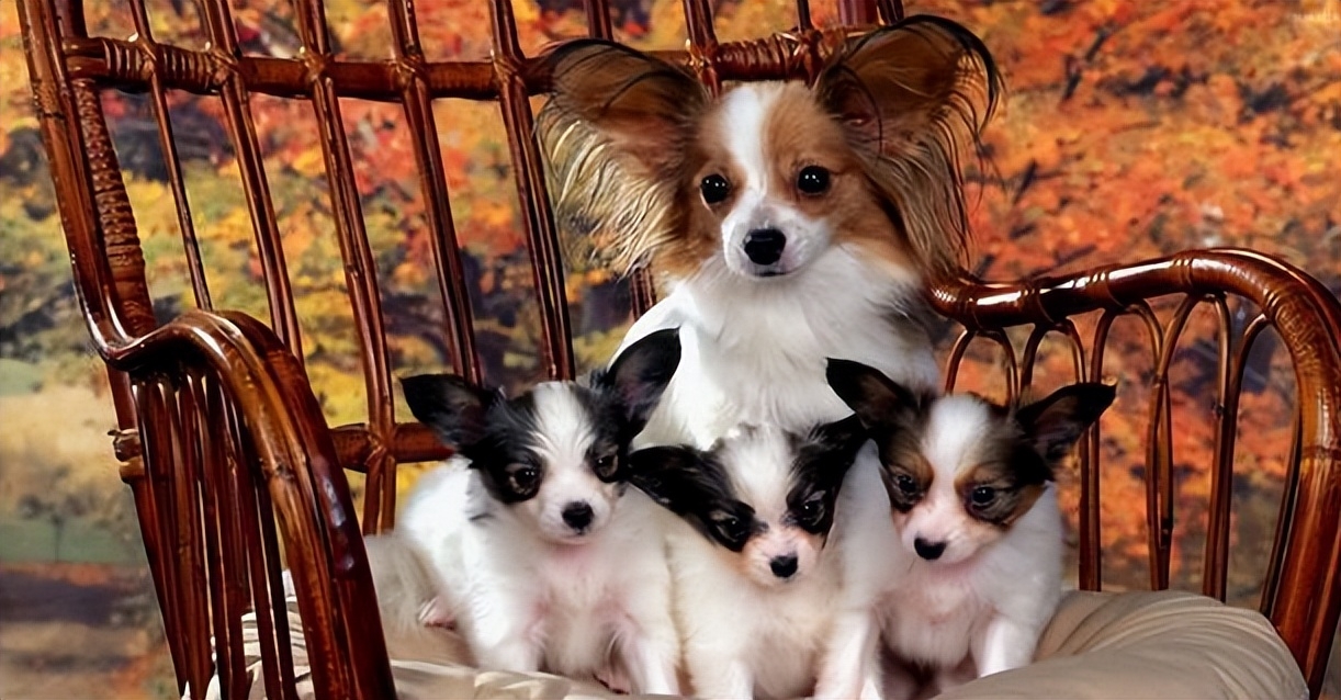 10种最适合懒人养的宠物，它们会自己娱乐自己！-最适合懒人养的动物