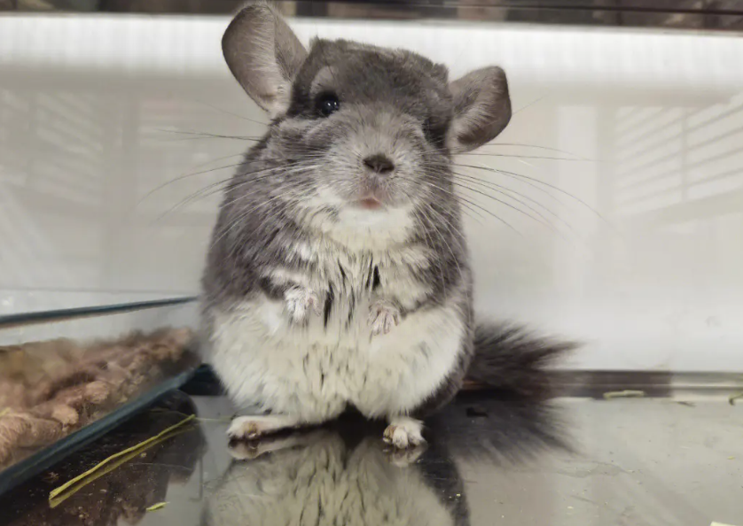 10种最适合懒人养的宠物，它们会自己娱乐自己！-最适合懒人养的动物