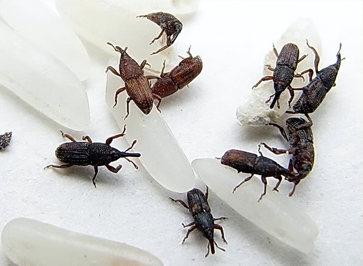 10种最适合懒人养的宠物，它们会自己娱乐自己！-最适合懒人养的动物