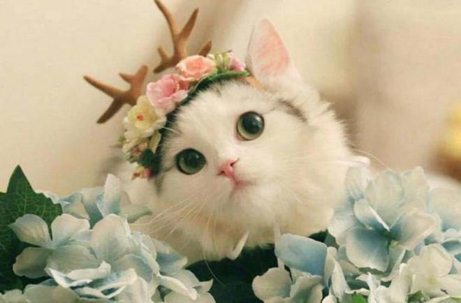 世界很受欢迎的宠物十大排行-全球最受欢迎的宠物鸟