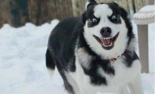 世界很受欢迎的宠物十大排行-全球最受欢迎的宠物鸟