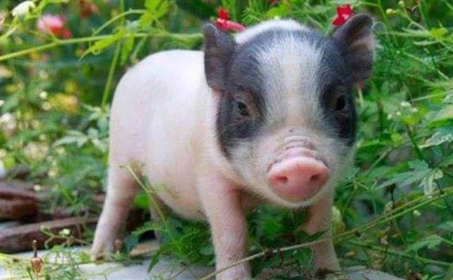 世界很受欢迎的宠物十大排行-全球最受欢迎的宠物鸟