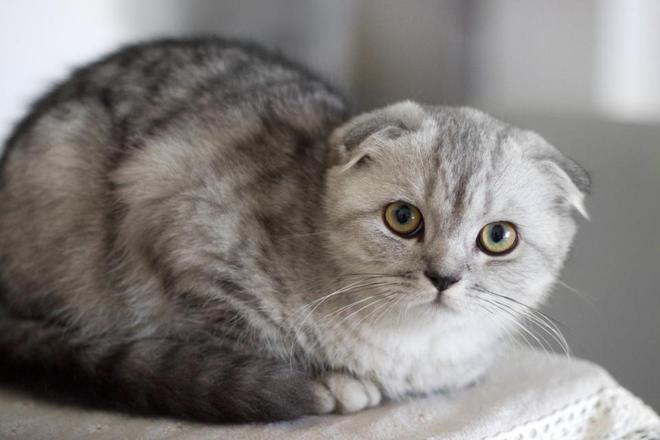 世界很受欢迎的宠物十大排行-全球最受欢迎的宠物鸟