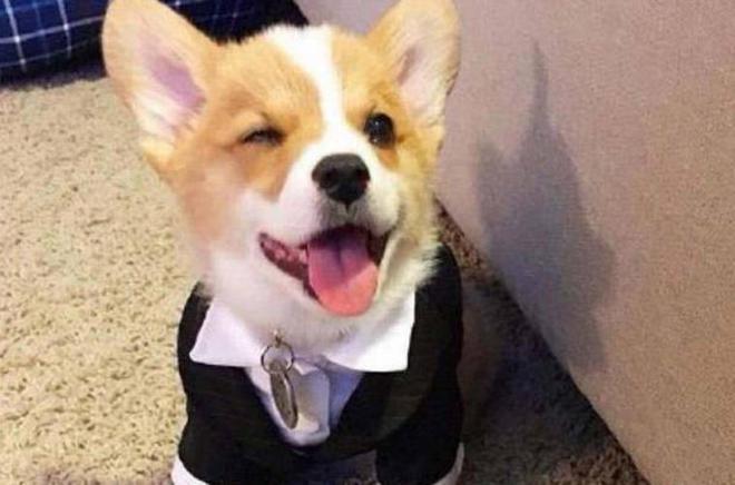 世界很受欢迎的宠物十大排行-全球最受欢迎的宠物鸟