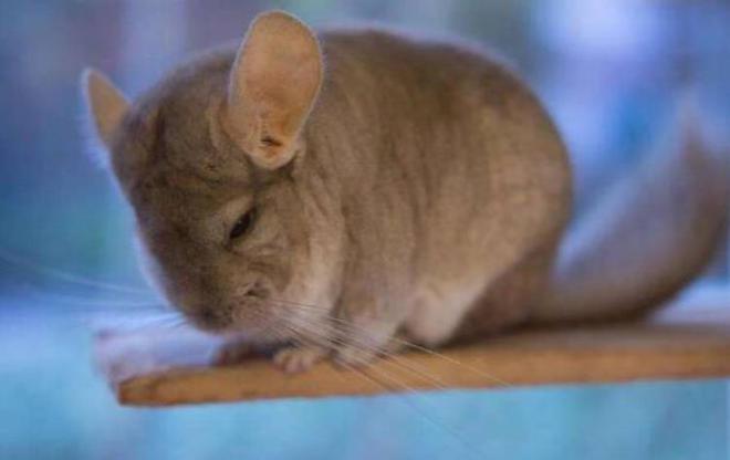 世界很受欢迎的宠物十大排行-全球最受欢迎的宠物鸟