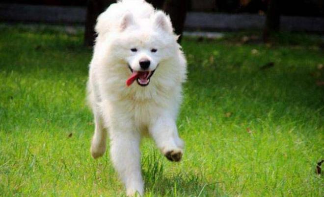 世界很受欢迎的宠物十大排行-全球最受欢迎的宠物鸟