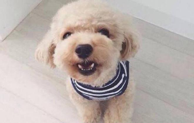 世界很受欢迎的宠物十大排行-全球最受欢迎的宠物鸟