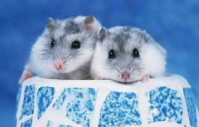 世界很受欢迎的宠物十大排行-全球最受欢迎的宠物鸟