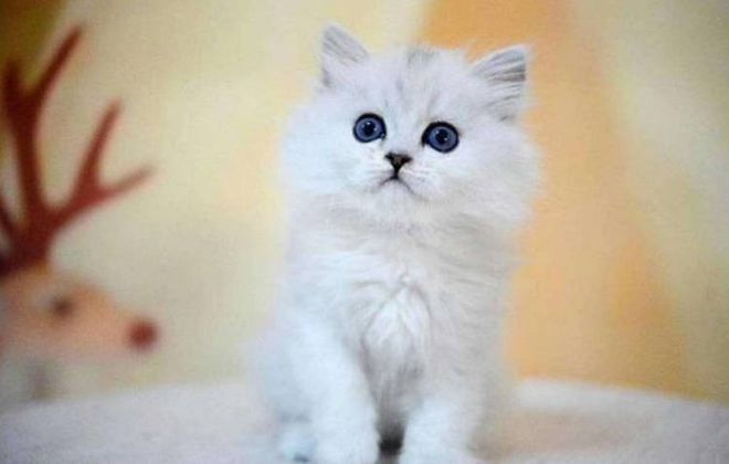 世界很受欢迎的宠物十大排行-全球最受欢迎的宠物鸟