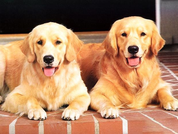 十大最适合家养的狗狗排行榜-十大最适合家养的狗狗排行榜名字