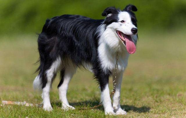 十大最适合家养的狗狗排行榜-十大最适合家养的狗狗排行榜名字