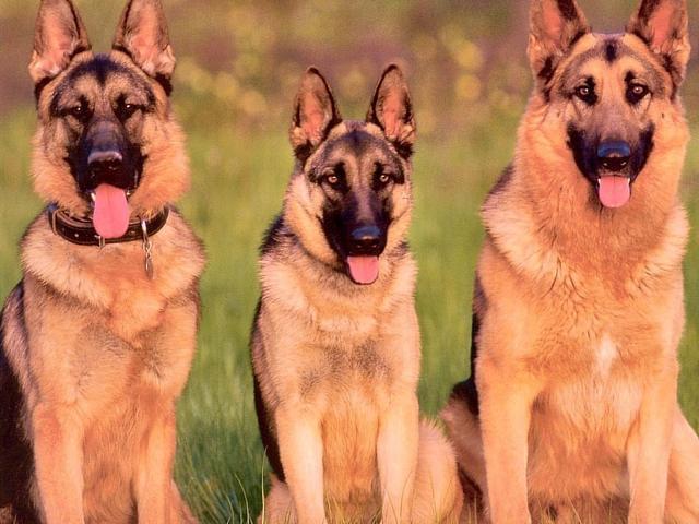 十大最适合家养的狗狗排行榜-十大最适合家养的狗狗排行榜名字