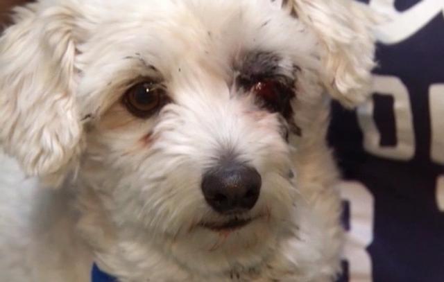 十大最适合家养的狗狗排行榜-十大最适合家养的狗狗排行榜名字