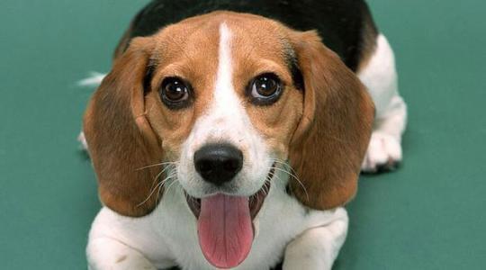 十大最适合家养的狗狗排行榜-十大最适合家养的狗狗排行榜名字