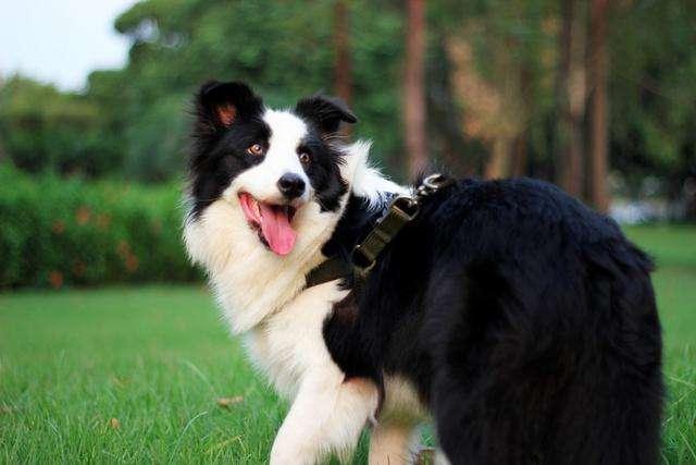 十大最适合家养的狗狗排行榜-十大最适合家养的狗狗排行榜名字