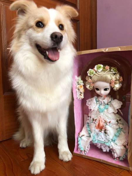 狗狗聪明度排行榜TOP15，你能认出几种狗？-狗狗的聪明度排名表