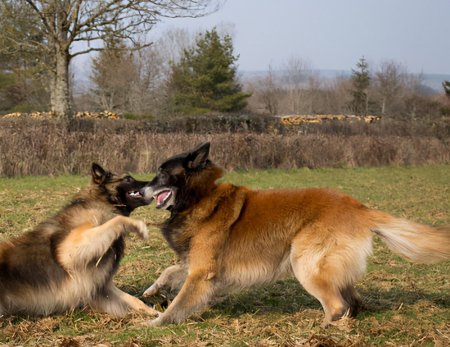 狗狗聪明度排行榜TOP15，你能认出几种狗？-狗狗的聪明度排名表