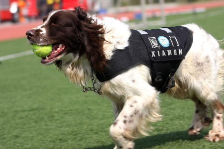 狗狗聪明度排行榜TOP15，你能认出几种狗？-狗狗的聪明度排名表