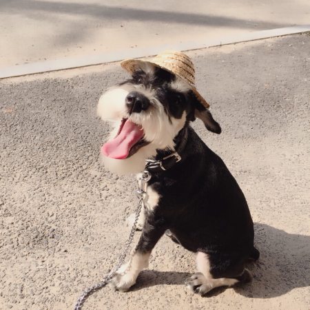 狗狗聪明度排行榜TOP15，你能认出几种狗？-狗狗的聪明度排名表